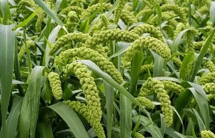 含1,3,4-噁二唑的砜类系列化合物对茶树叶斑病病原菌可可毛色二孢的抑菌机理初步探讨